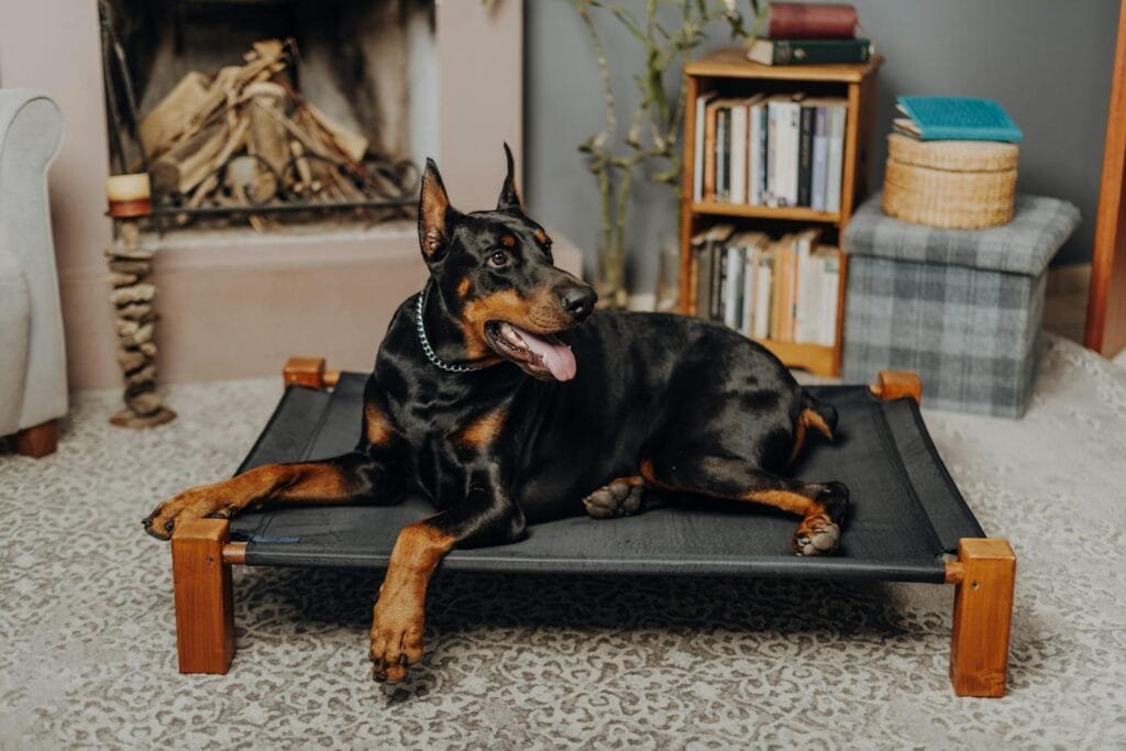 A Doberman lying comfortably on a dog bed in a cozy indoor room with bookshelves.