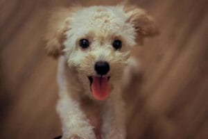 Cute fluffy puppy with tongue out, perfect for pet lovers seeking joyful imagery.