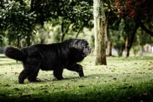 newfoundland dog, nature, dog, pet, terranova, black dog, animal, domestic, canine, mammal, cute, outdoors, field, newfoundland dog, newfoundland dog, newfoundland dog, newfoundland dog, newfoundland dog