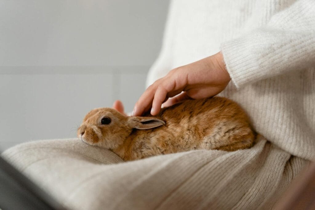 Adorable brown rabbit on lap being petted. Calm and cozy indoor atmosphere.