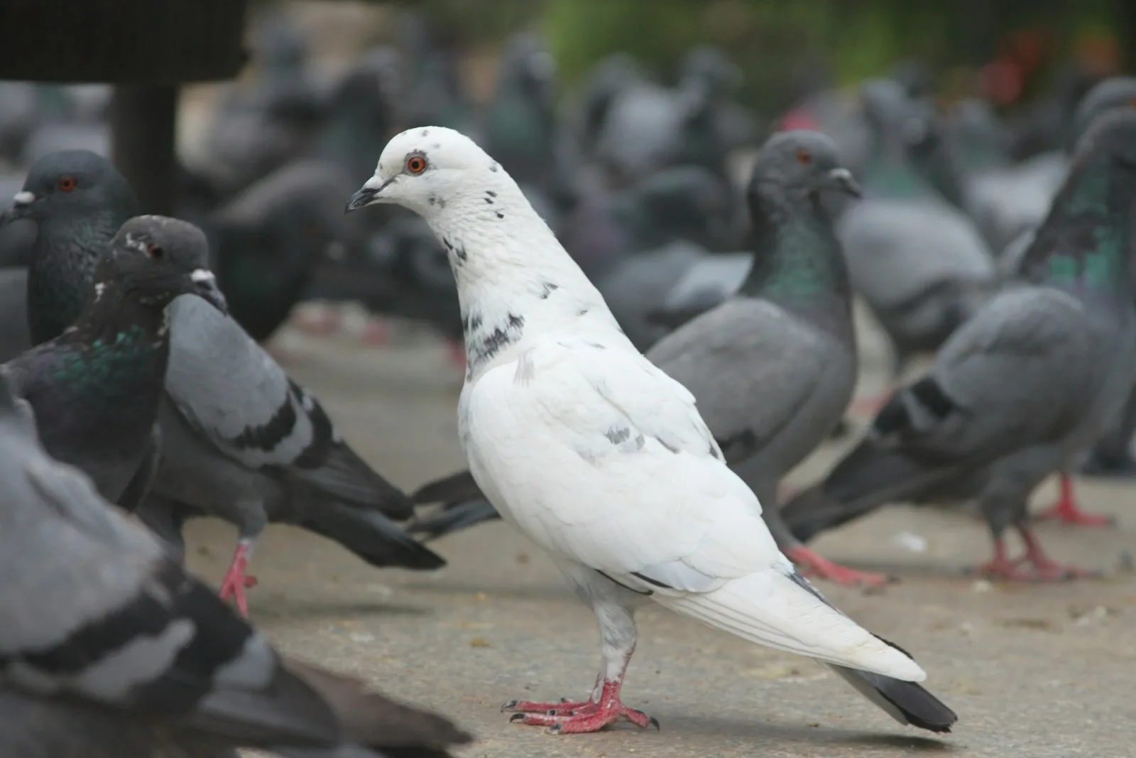 10 Most Common Pigeon Diseases You Must Know — What Every Pigeon Owner Should Aware Of