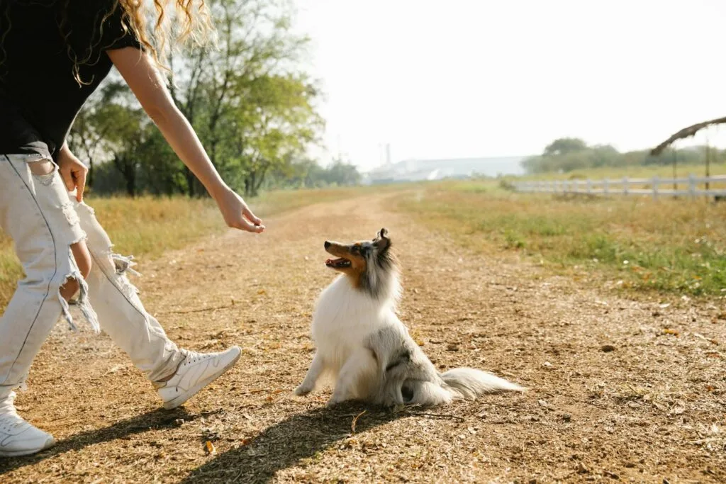 A woman offers a treat to her obedient Rough Collie while on a sunny outdoor path.