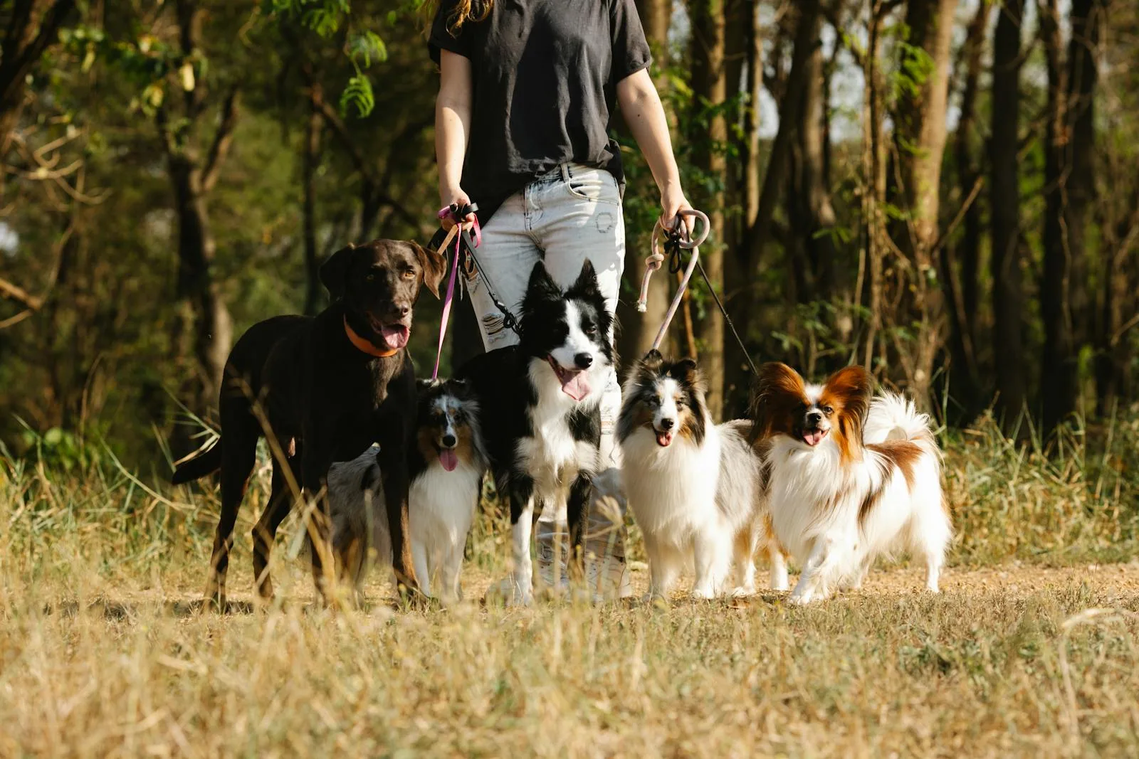 Entertaining Activities That Can Be Done With Pets