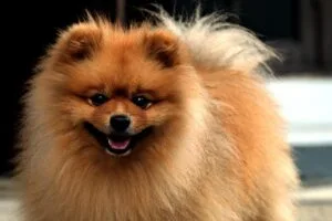 dog, pomeranian, pet, animal, canine, mammal, fauna, nature, pomeranian, pomeranian, pomeranian, pomeranian, pomeranian