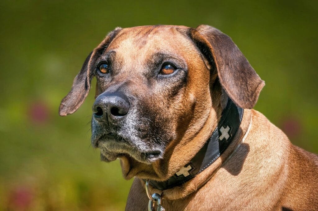 rhodesian ridgeback, outdoors, purebred dog, dog, animal, africa, hunting dog, close up, nature, pet, canine, rhodesian ridgeback, rhodesian ridgeback, rhodesian ridgeback, rhodesian ridgeback, rhodesian ridgeback
