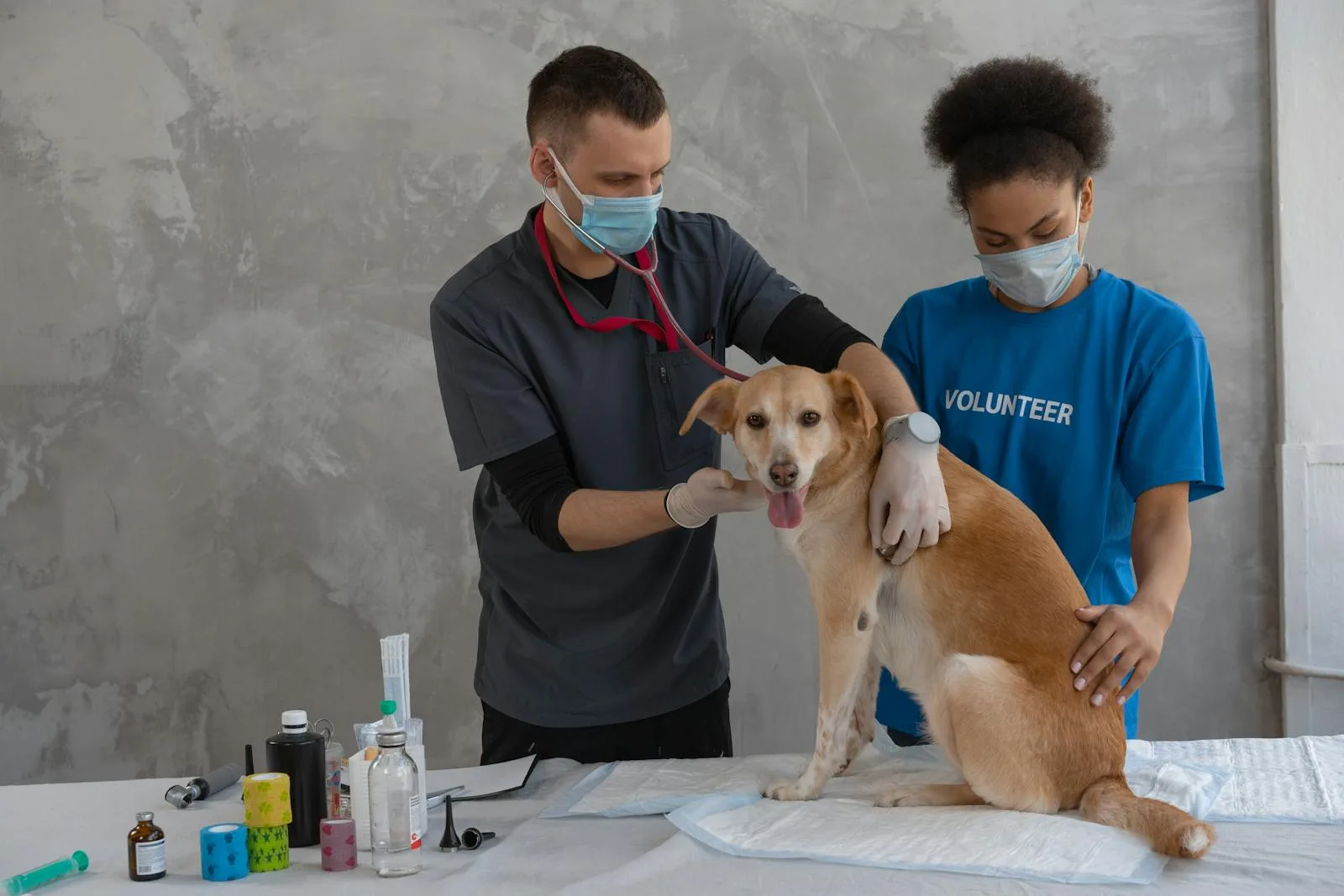 Dog Health Certificate: Everything You Need to Know