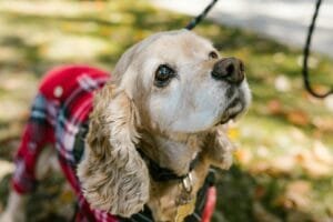 Close-up of a cute cocker spaniel wearing a plaid outfit in a sunny park.