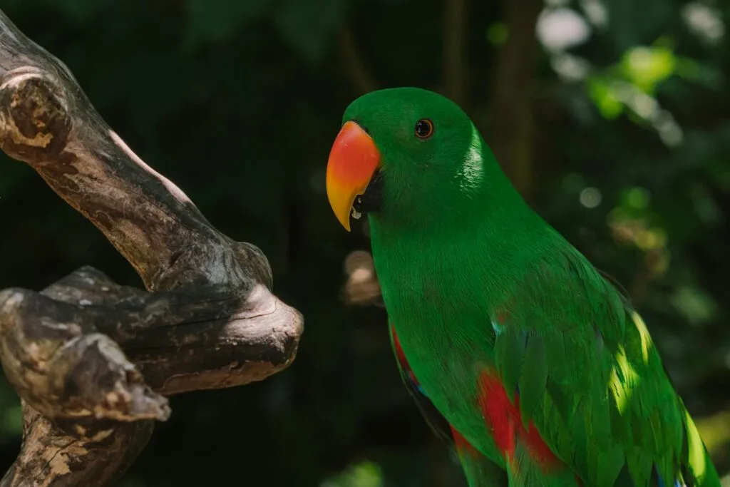 Close-up of an Eclectus parrot perching on a branch outdoors.