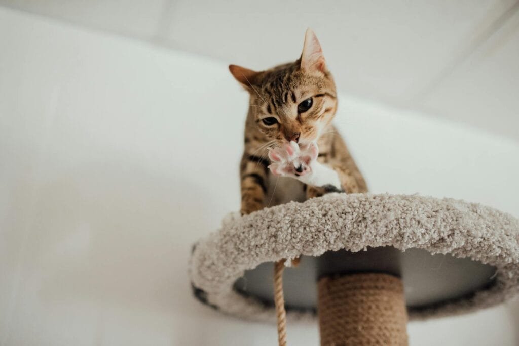 A cute tabby cat playing on a scratching post indoors.
