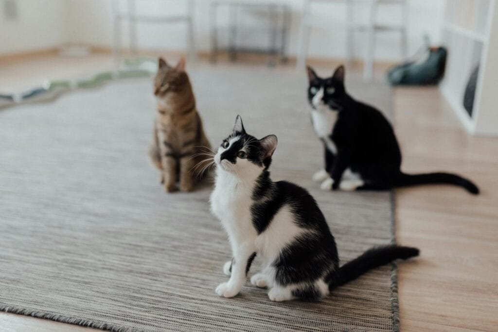 Three domestic cats sitting attentively on a rug in a cozy indoor setting.