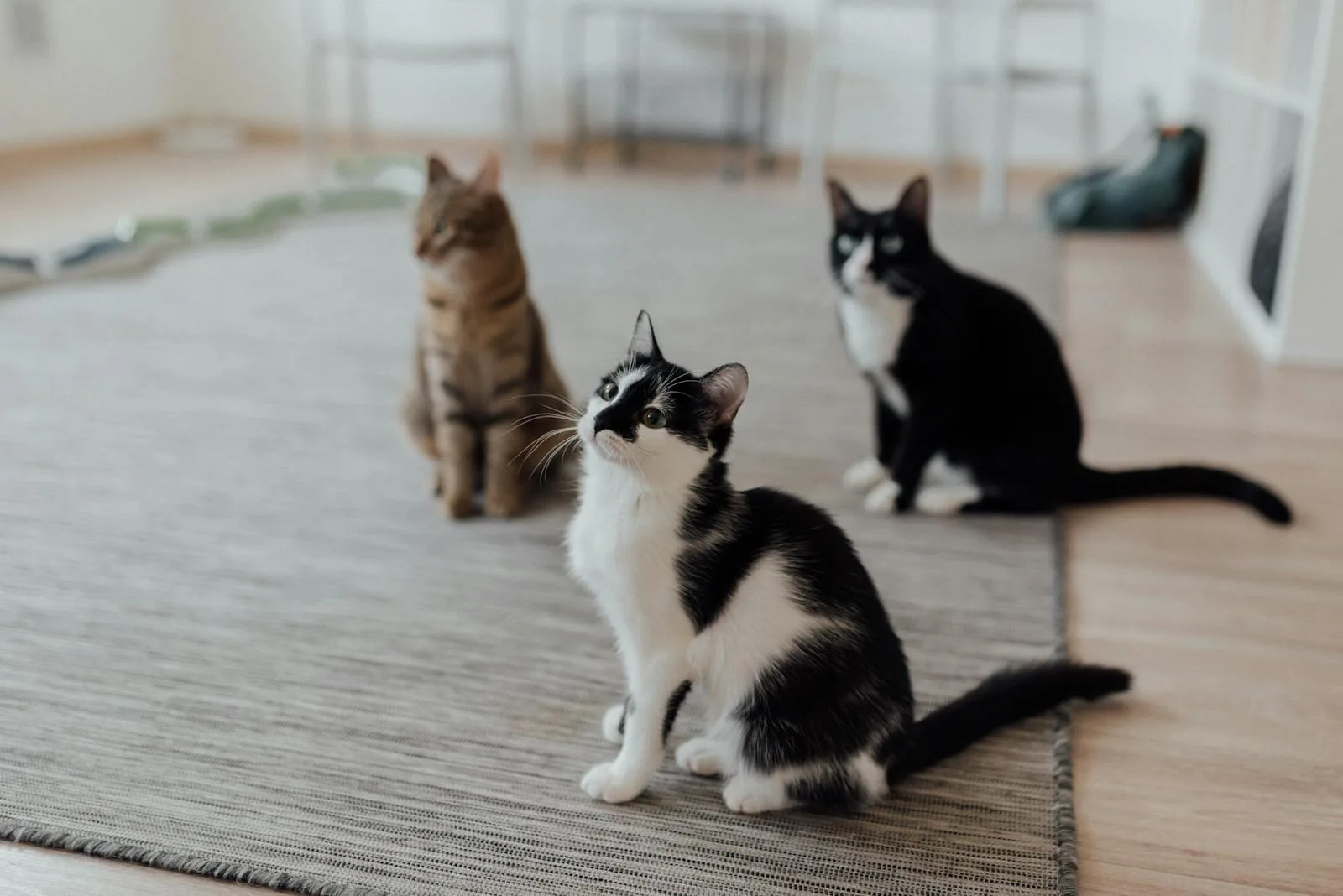 10 Most Intelligent Cat Breeds: Meet the Smartest Cats in the World