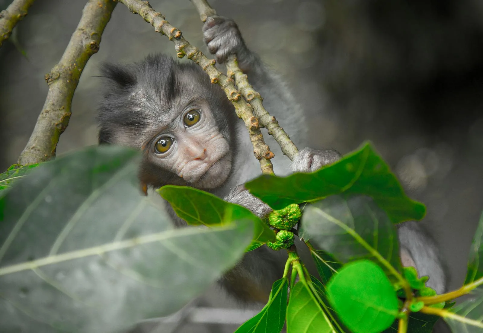A young macaque peers through vibrant green leaves in a tropical forest.