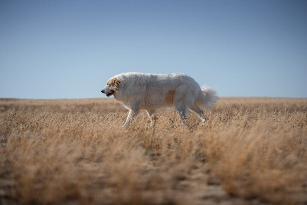 dog, pyrenean mountain dog, herd protection dog, sky, domestic animal, evening, pet, sun, dog, dog, nature, dog, animal, dog, dog, sky, sky, sky