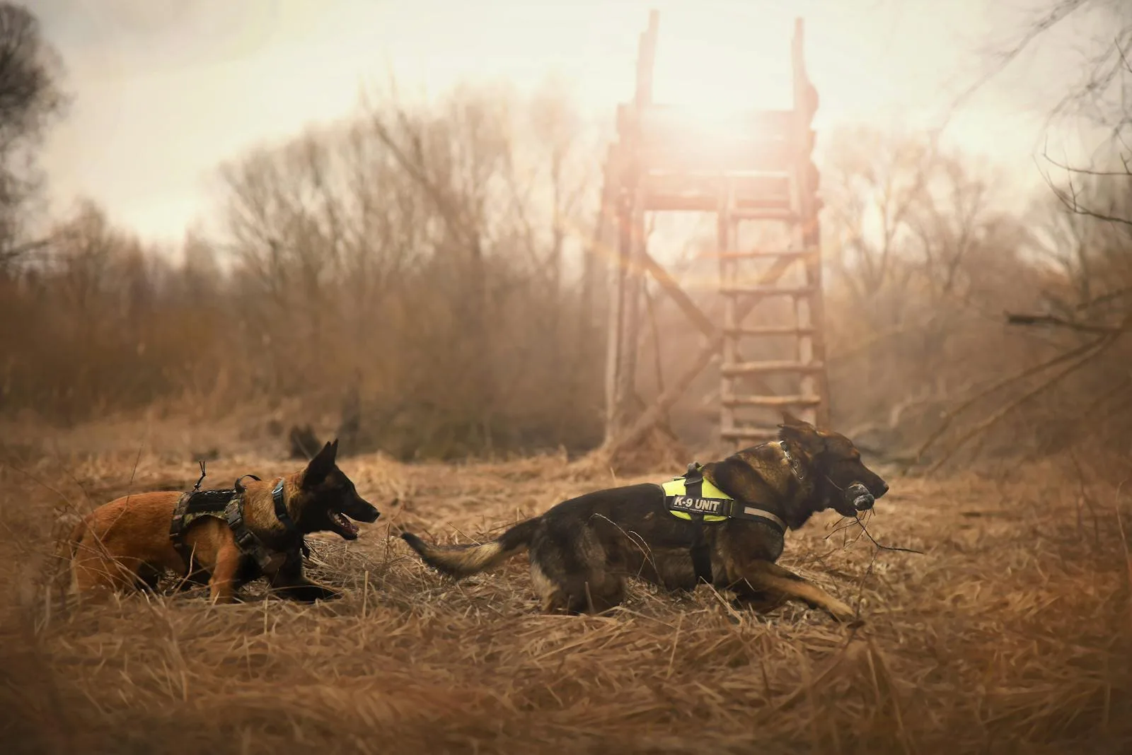 Top 10 Guard Dog Breeds: Dedicated Protectors and Loyal Friends