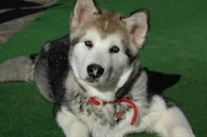 dog, puppy, alaskan malamute, muzzle, eyes, pet, alaskan malamute, animal, alaskan malamute, alaskan malamute, alaskan malamute, alaskan malamute