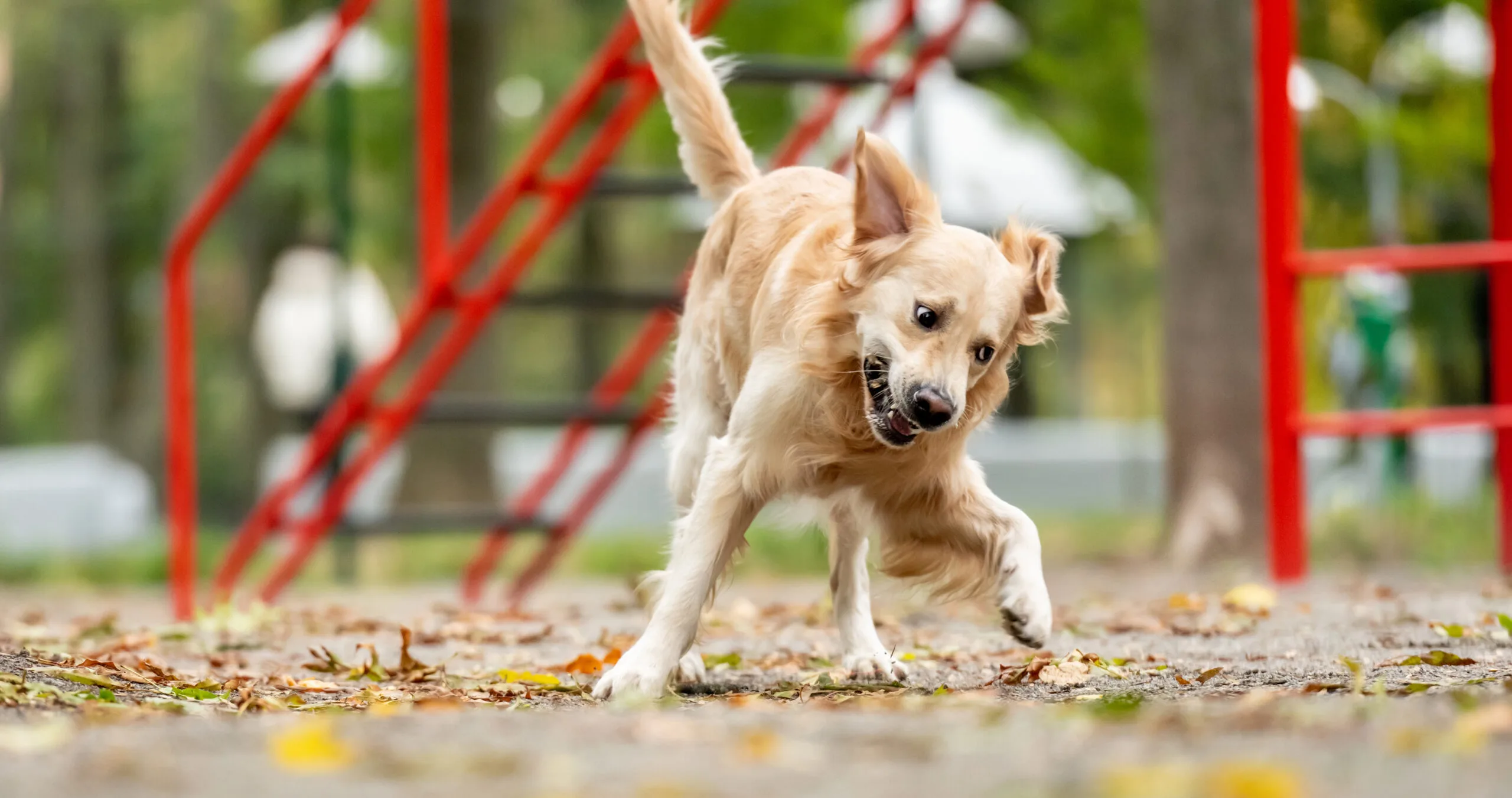 Dog Zoomies Explained: Why Your Pup Runs Wild and How to Handle It