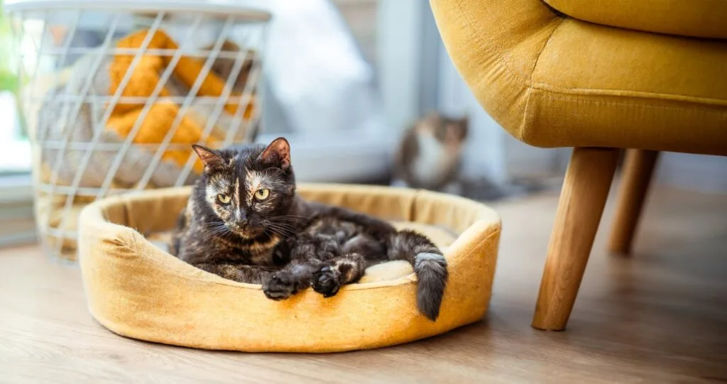 A calico cat rests comfortably in a yellow pet bed in a sunlit living room.