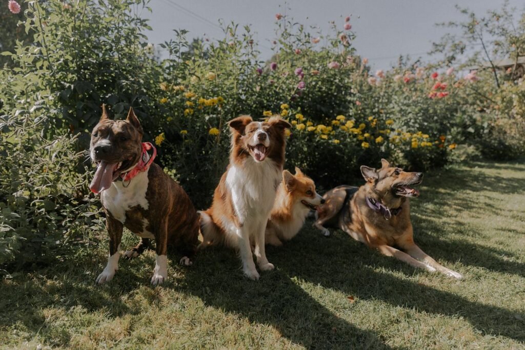 Four diverse dog breeds sitting in a colorful garden under the sunny sky.